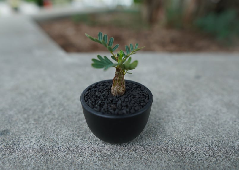 沖縄実生株】センナ メリディオナリス Senna meridionalis No.1