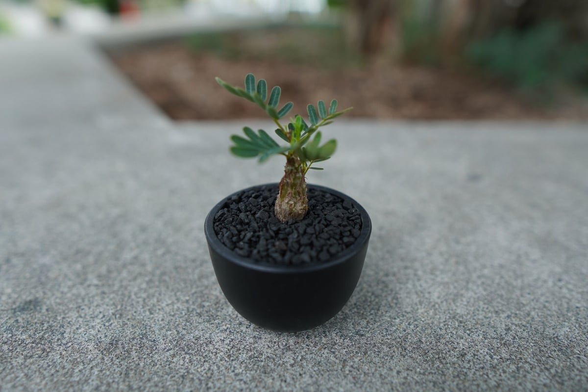 沖縄実生株】センナ メリディオナリス Senna meridionalis No.1 |