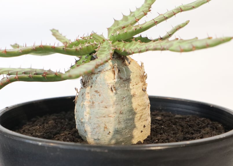 ユーフォルビア ステラータ 飛竜 | mana's farm:塊根植物・アガベ