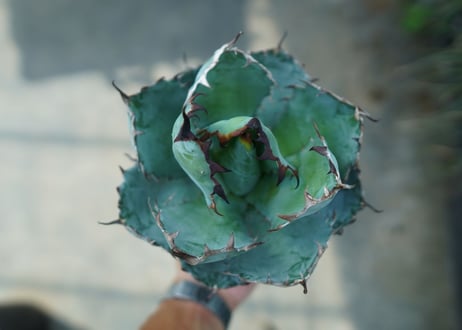 アガベ　チタノタ　 ブラックアンドブルー 　Agave titanota black and blue　No.10