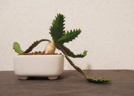 ユーフォルビア　ステラータ　Euphorbia stellata no.５
