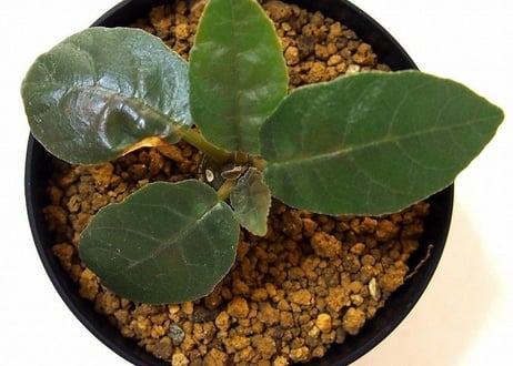 Dorstenia foetida ドルステニア  超ダルマ型 フォエチダ  実生苗