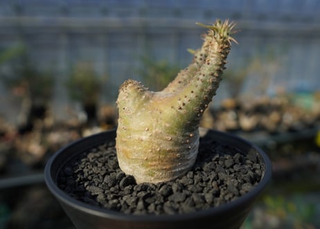 パキポディウム マカイエンセ　Pachypodium makayense　No.6