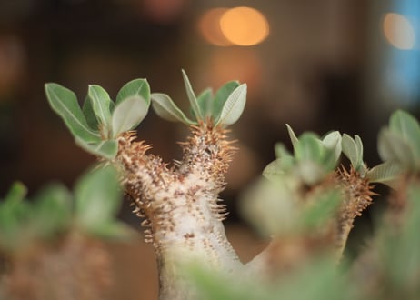 パキポディウム　デンシフローラム　Pachypodium densiflorum
