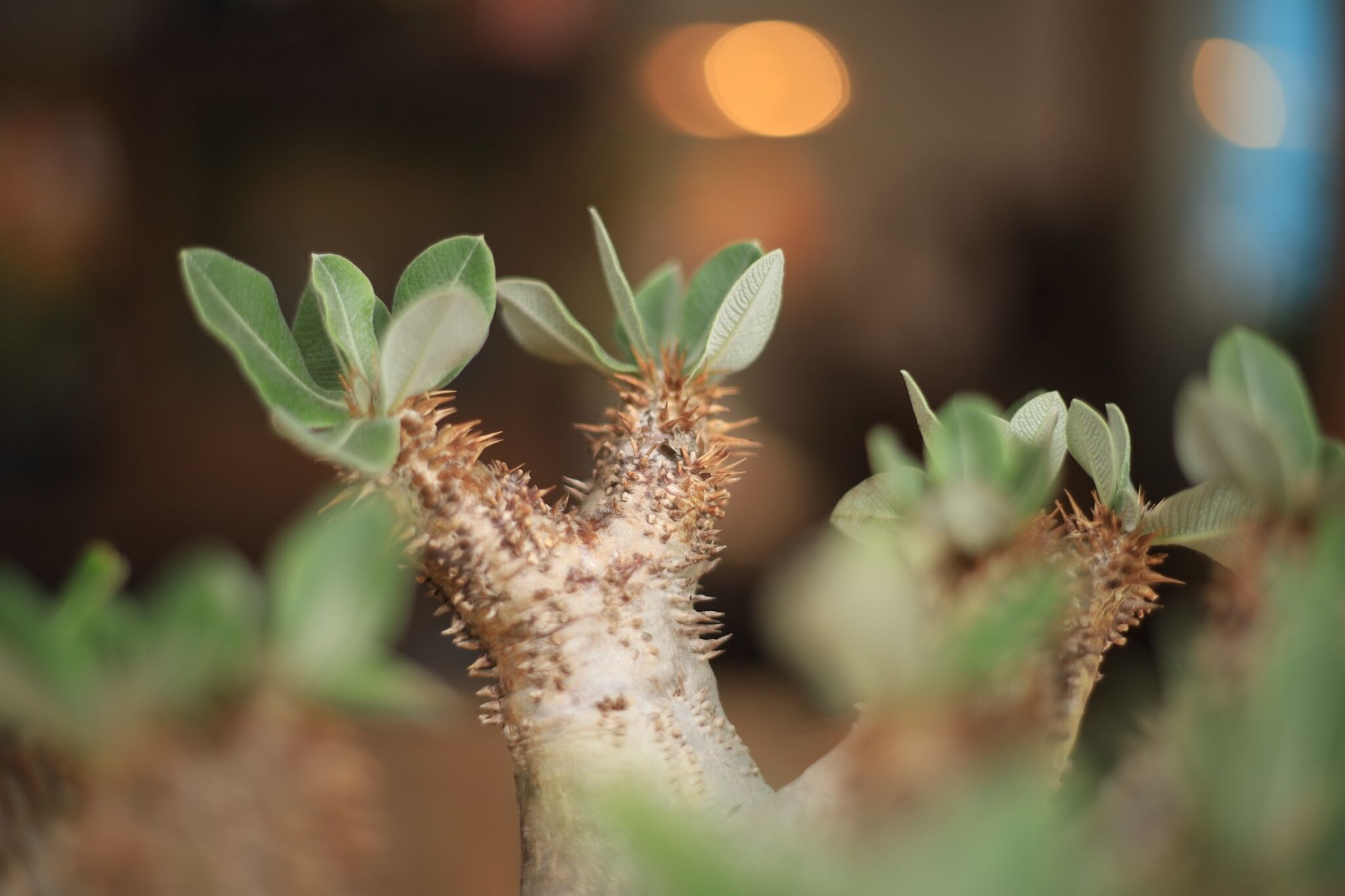 パキポディウム デンシフローラム Pachypodium densiflorum | mana