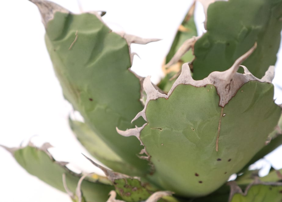 5a29dd87428f2d7c810015f3