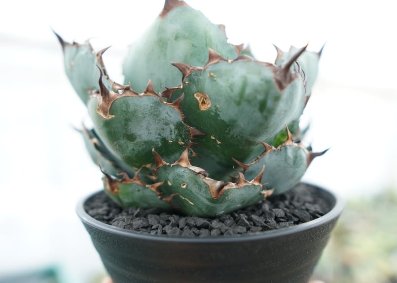 アガベ チタノタ ブラックアンドブルー Agave titanota black and