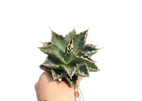Agave titanota FO-76 dwarf  compacta  no.2