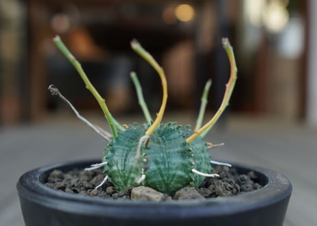 ユーフォルビア　バリダ　Euphorbia valida　NO.2