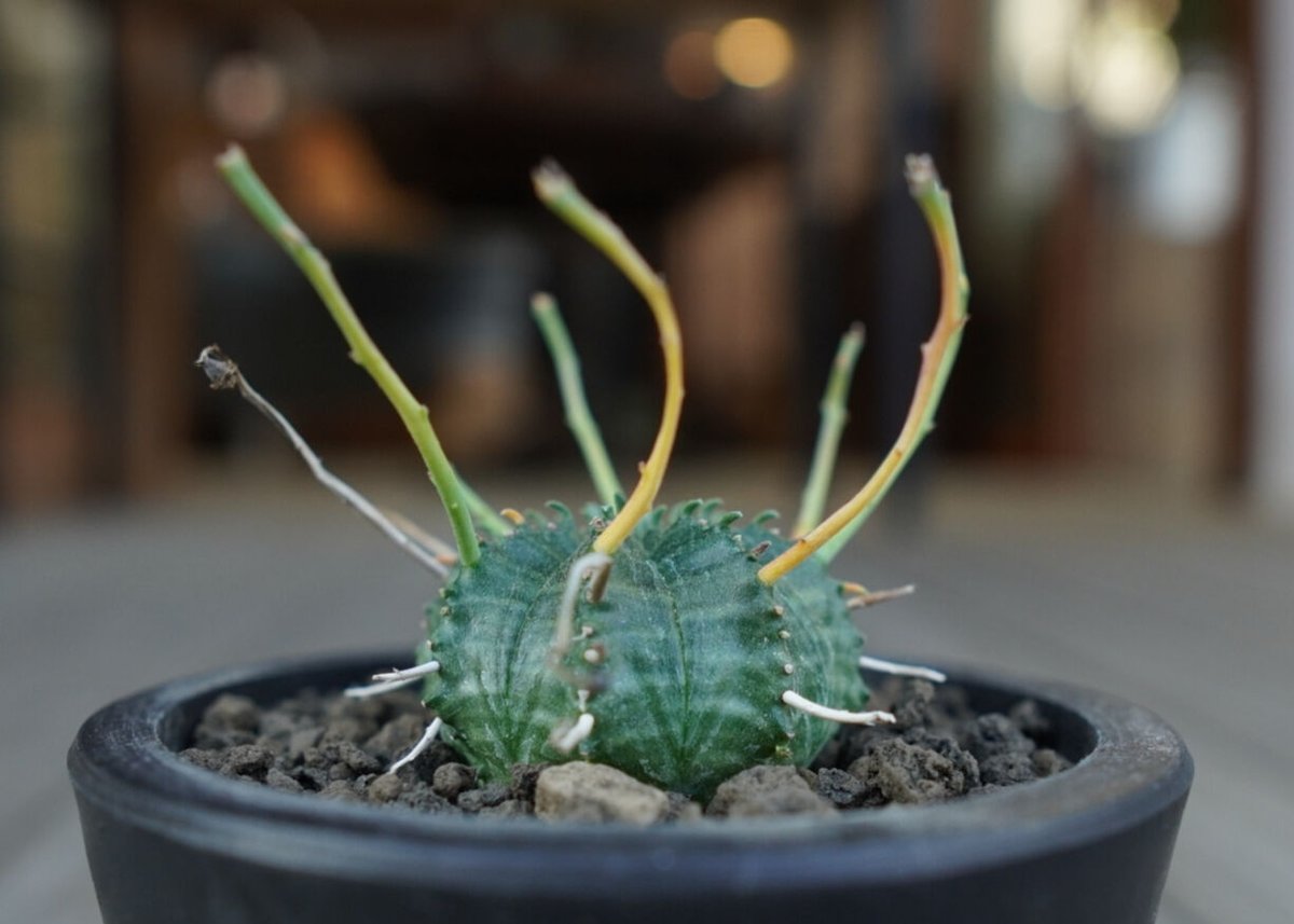 ユーフォルビア バリダ Euphorbia valida NO.2 | mana's farm