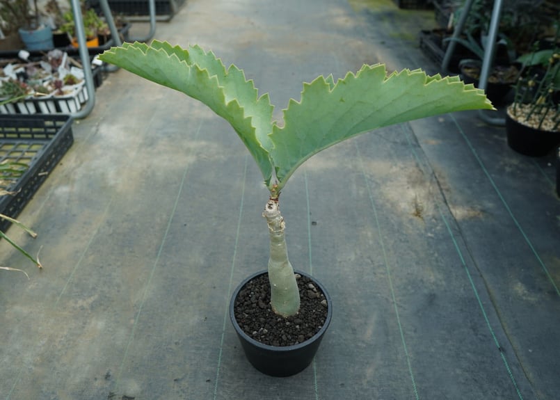 キフォステンマ ユッタエ Cyphostemma juttae | mana's farm:塊