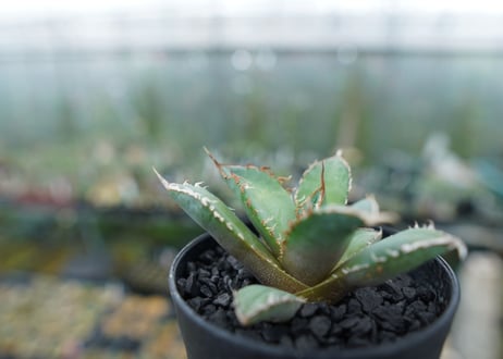 アガベ　チタノタ　FO-76　Agave titanota  FO-76　No.10