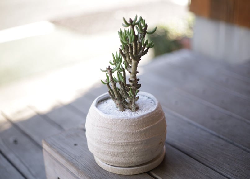 美株】ユーフォルビアコンフィナリス サボテン 多肉植物 コーデックス