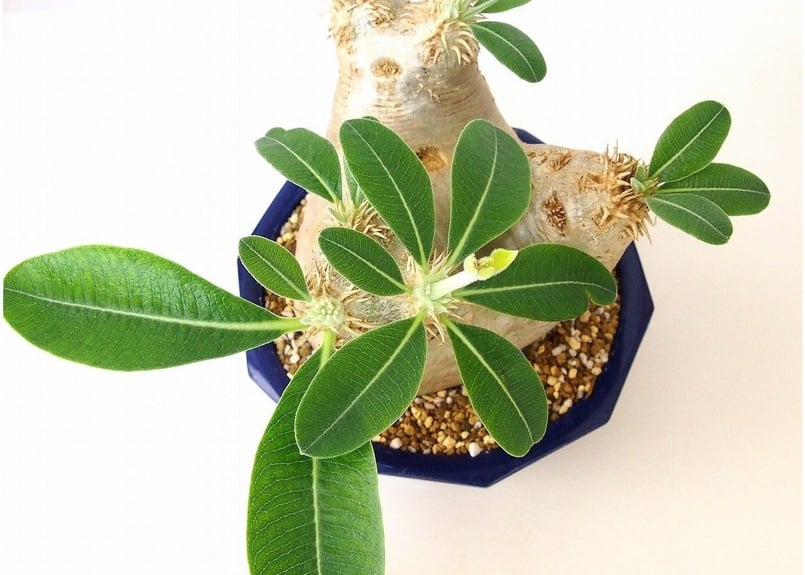 パキポディウム エブレネウム Pachypodium eburneum №6 | mana'