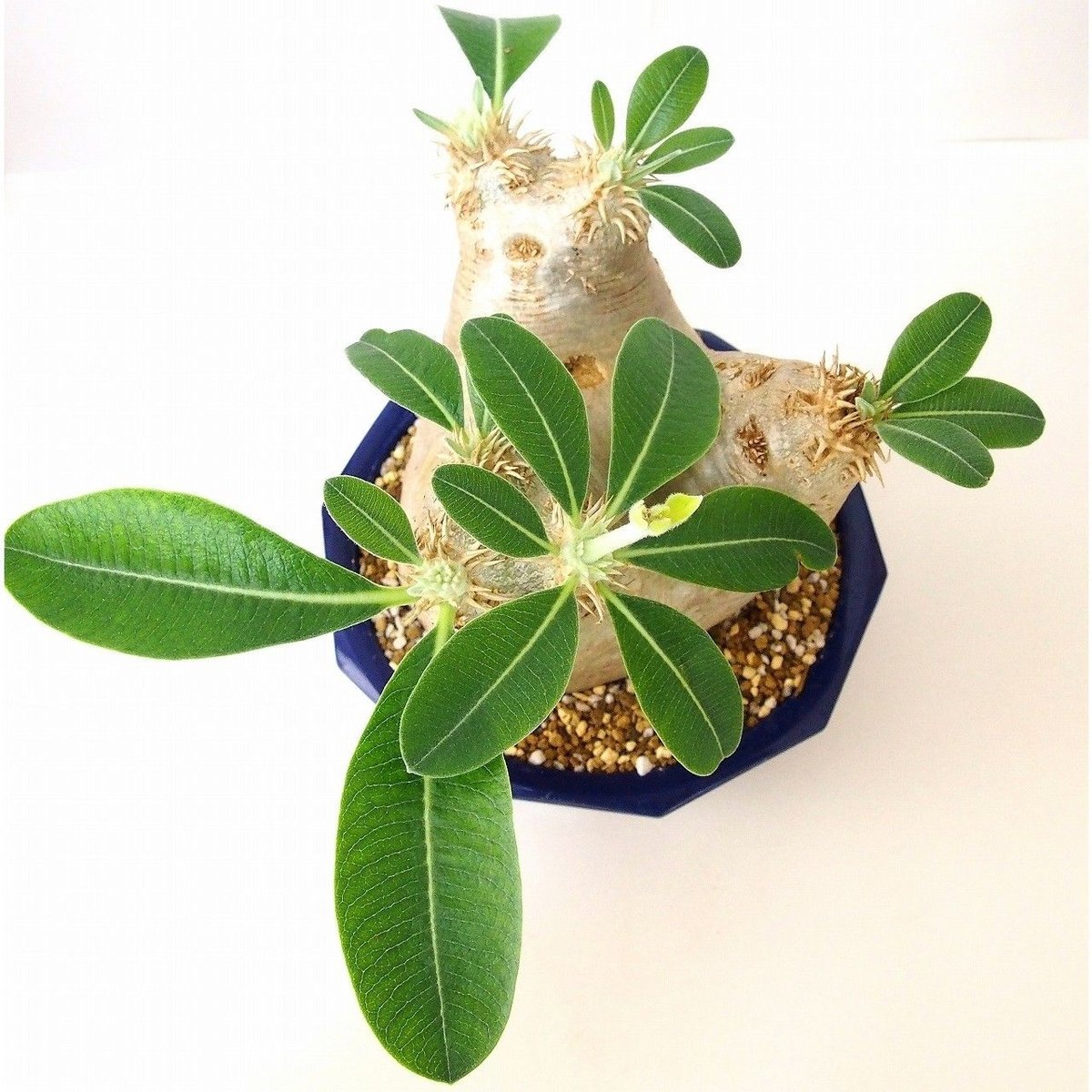 【現品】パキポディウム エブレネウム 　６号 パキポディウム エブレネウム Pachypodium eburneum №6 | mana'