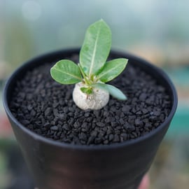 パキポディウム現地株と実生株をアップします。 | mana's green パキポディウム現地株と実生株をアップします。 | mana's green