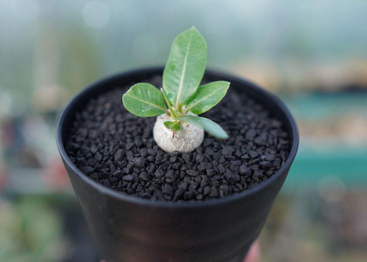 パキポディウム 恵比寿笑い Pachypodium brevicaule No.2 | man
