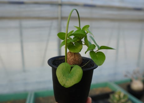 亀甲竜　Dioscorea elephantipes