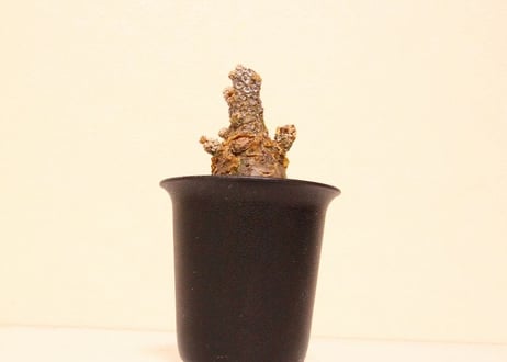 チレコドン　ペアルソニー　Tylecodon pearsonii