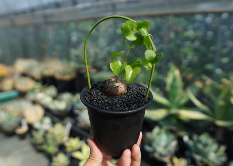亀甲竜 Dioscorea elephantipes No.5 | mana's farm:塊