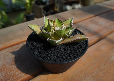アガベ　チタノタ　レッドキャットウィーズル　Agave titanota Red catweezle　No.2