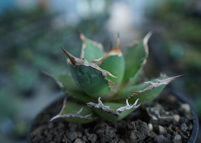 アガベ チタノタ FO-76 agave titanota FO-76 No.10 | m