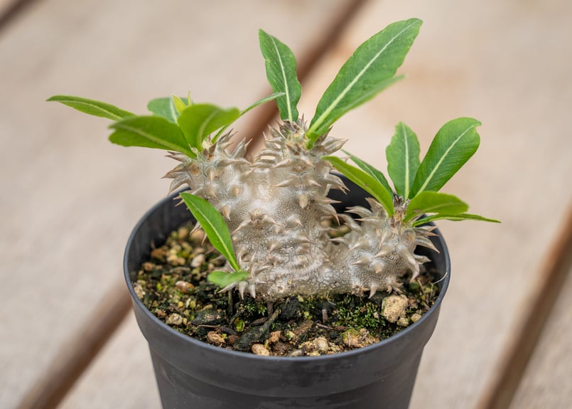 パキポディウム 恵比寿大黒 | mana's farm:塊根植物・アガベ・ドライ