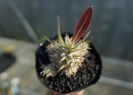 パキポディウム　ロスラツム　Pachypodium rosulatum