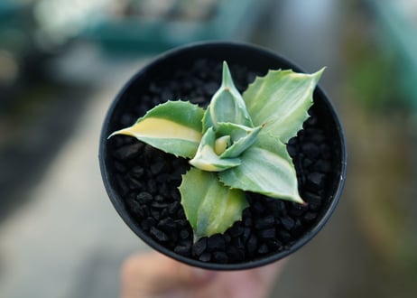 アガベ　王妃雷神錦　Agave　“Ohi Raijin Nishiki ”　No.1