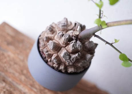 Dioscorea elephantipes