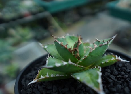 アガベ　チタノタ 　Agave titanota　No.6