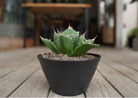 アガベ　チタノタ　FO-76　Agave titanota ”FO-76"