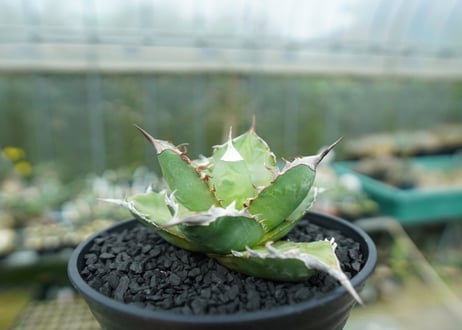 アガベ　チタノタ 　Agave titanota No.3