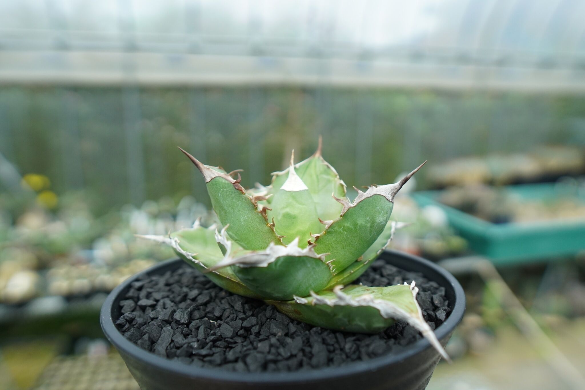 アガベ チタノタ Agave titanota No.3 | mana's farm:塊根植