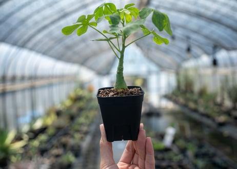 アデニア グラウカ  Adenia glauca　NO.1