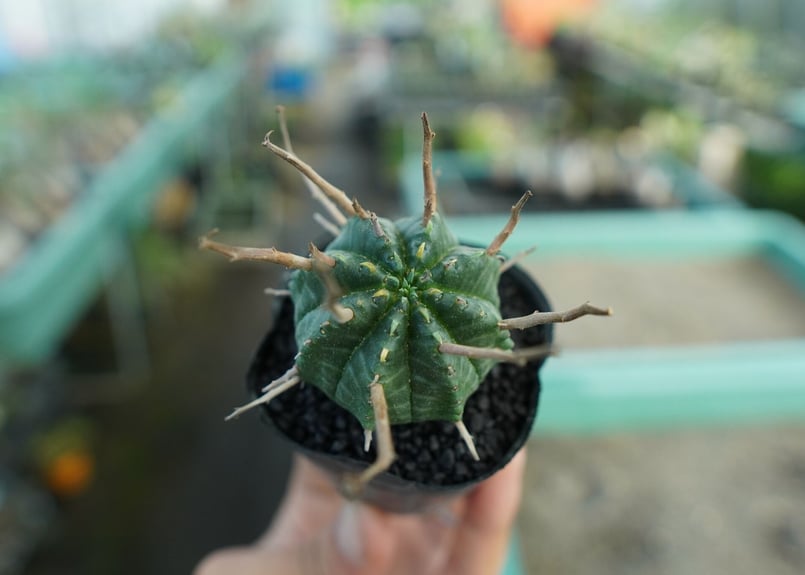 ユーフォルビア スーパーバリダ Euphorbia super valida No.5 |