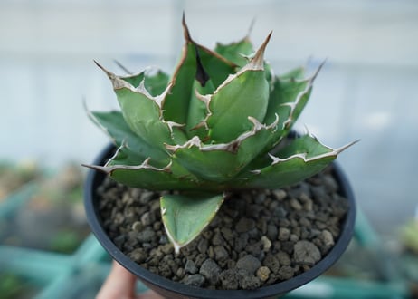 アガベ　チタノタ　FO-76　agave titanota  FO-76　No.1