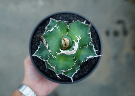 アガベ　チタノタ　白火焔　agave titanota white fire　No.1