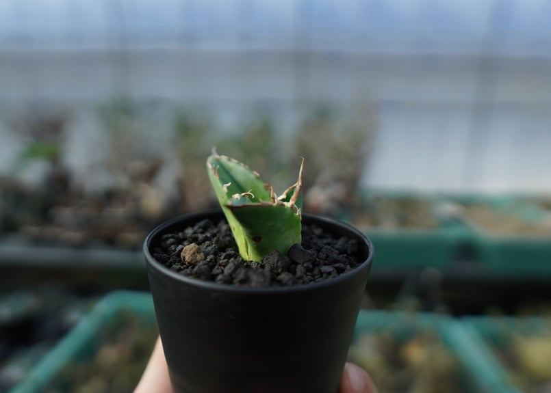アガベ チタノタ 白鯨 Agave titanota White whale A19 | ma