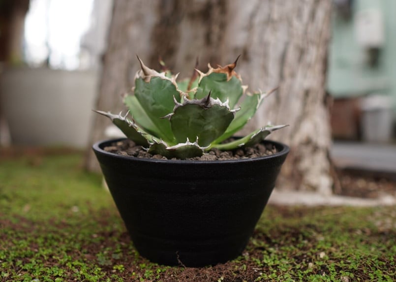 AGAVE TITANOTA FO-76 実生株 agave titanota FO-76 特選株（子株販売） – DELTA PLANTS