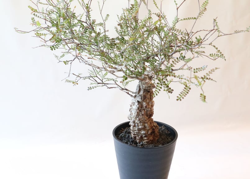 ✨✨✨オペクリカリア　デカリー【◎麗イボ系◎ワニイボ模様】検/デカリー ✨✨✨オペクリカリア デカリー【◎麗イボ系◎ワニイボ模様】検/デカリー