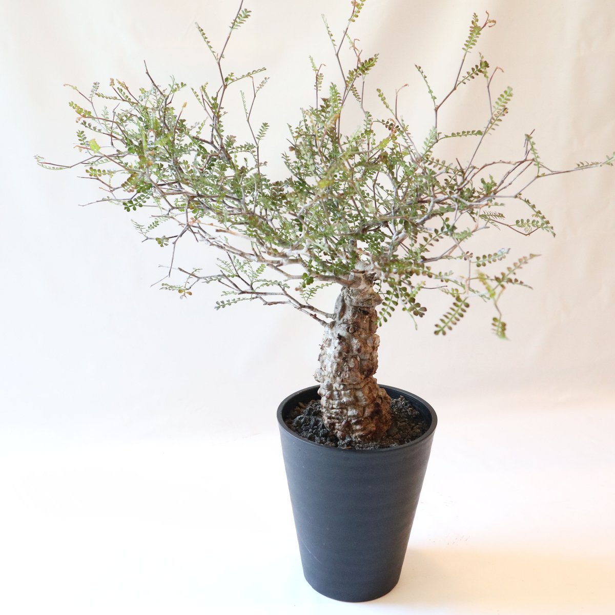 オペルクリカリア デカリー | mana's farm:塊根植物・アガベ・ドライ