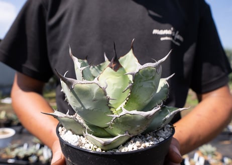 Agave Titanota