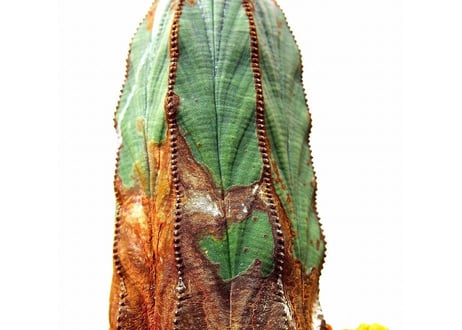 ユーフォルビア　オベサ Euphorbia obesa