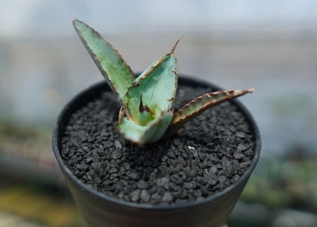 アガベ　チタノタ　 ブラックアンドブルー 　Agave titanota black and blue　No.4