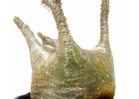 パキポディウム  グラキリス　 Pachypodium Gracilius №２