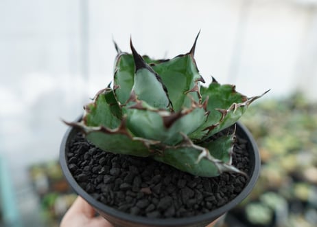 アガベ　チタノタ　 ブラックアンドブルー 　Agave titanota black and blue　NO.6