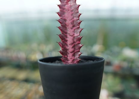 ユーフォルビア　トリゴナ　Euphorbia trigona