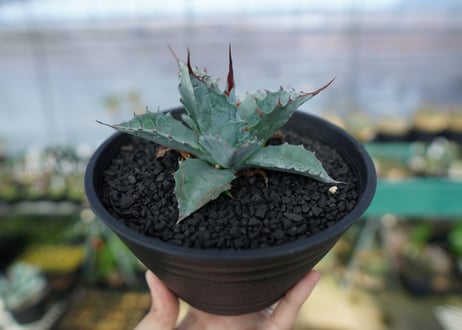 アガベ　パラサナ　”トライアンファント”　Agave Parrasana "triumphant"