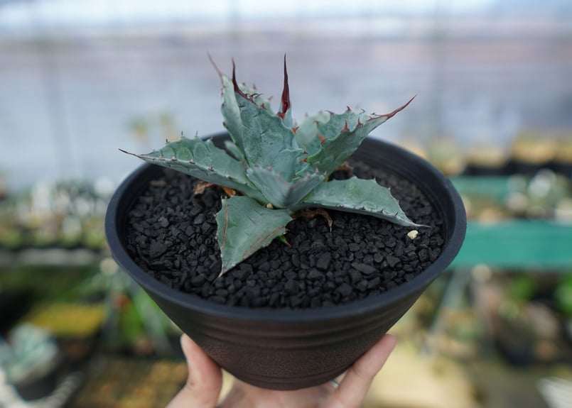 Ｆ①　アガベ　パラサナ　大株 アガベ パラサナ ファイヤーボール 大株 - メルカリ